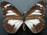 Danaus affinis affinis - Adult